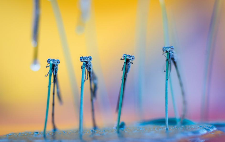 Những con chuồn chuồn kiếm ăn theo bầy, chúng cũng đẻ trứng trên thân và lá của cây thủy sinh trong ao vườn.