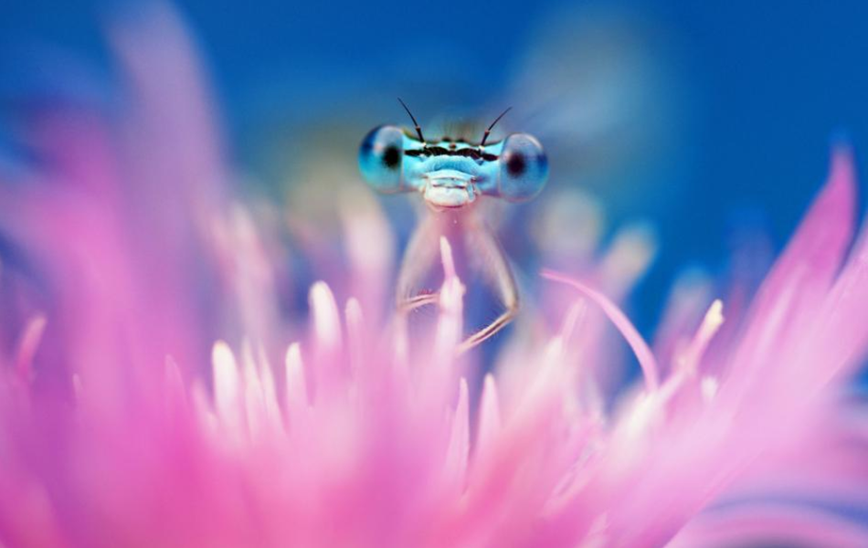 "Khi nắng hoặc mưa bất chợt, những con chuồn chuồn còn biết sử dụng các phiến lá làm chiếc ô để che đầu, rất nhanh trí", nhiếp ảnh gia Remus Tipre nói.