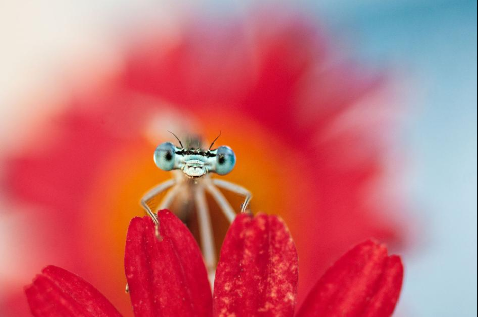 Mới đây, nhiếp ảnh gia Remus Tipre công bố những bức ảnh ấn tượng về chuồn chuồn, nhận được đông đảo sự chú ý của dư luận. Theo Remus: "Những con chuồn chuồn rất dễ thương, chúng là yêu tinh trong những khu vườn và vùng ao hồ".