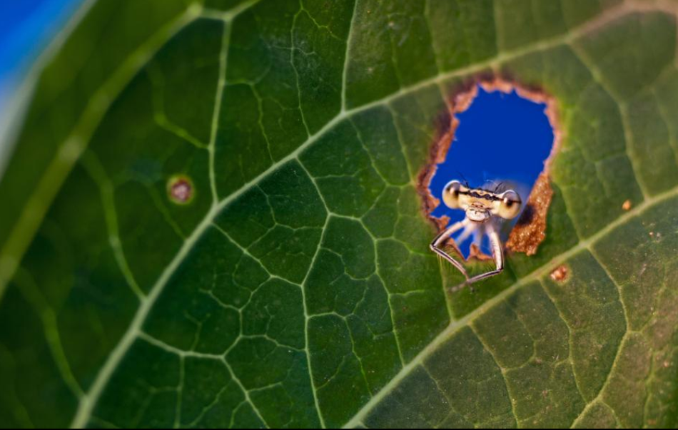 Nhiếp ảnh gia Remus Tipre luôn chào đón những con chuồn chuồn trong sân vườn nhà mình. Anh cũng tự tạo những tiểu cảnh nhỏ để có thể thu hút những "yêu tinh" dễ thương này.