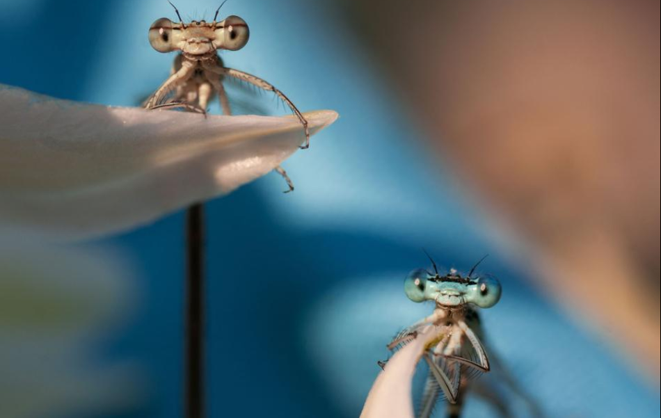 Khi đó ánh sáng nhu hòa, không khí trong lành, cũng khá yên tĩnh, dễ dàng ghi lại được những hình ảnh ấn tượng.