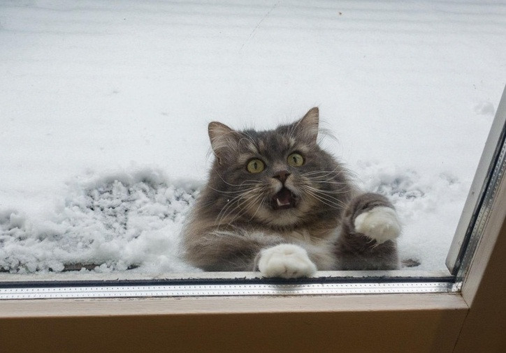 Những hình ảnh chó và mèo vụng về khiến con người không thể không cảm thấy hài hước. Đi chơi quên giờ về, mèo cưng hậu đậu tưởng bị nhốt vĩnh viễn ngoài đường. Nó điên cuồng cào cửa kính như muốn nói: "Cho tôi vào!"