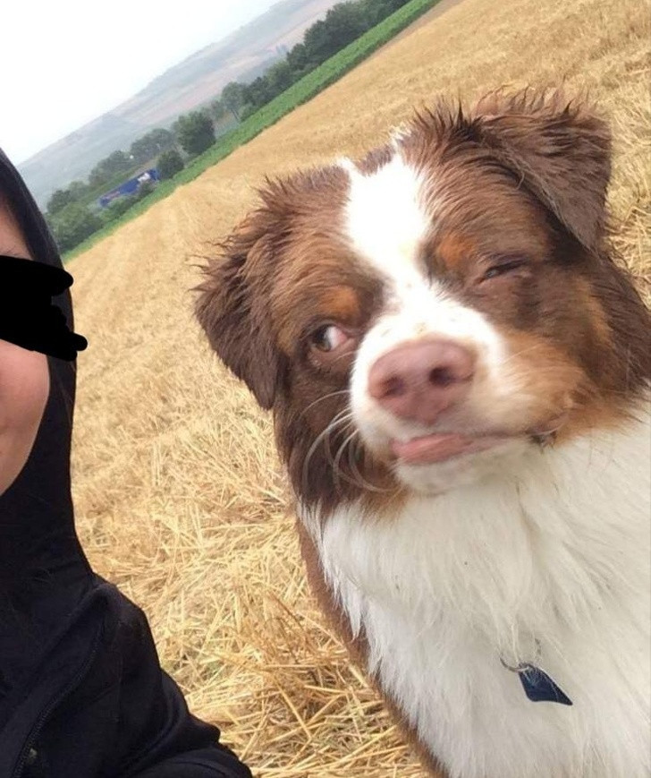 Thấy chú nhân chụp ảnh tự sướng, chú chó "thái độ" và bị bắt quả tang tại trận.