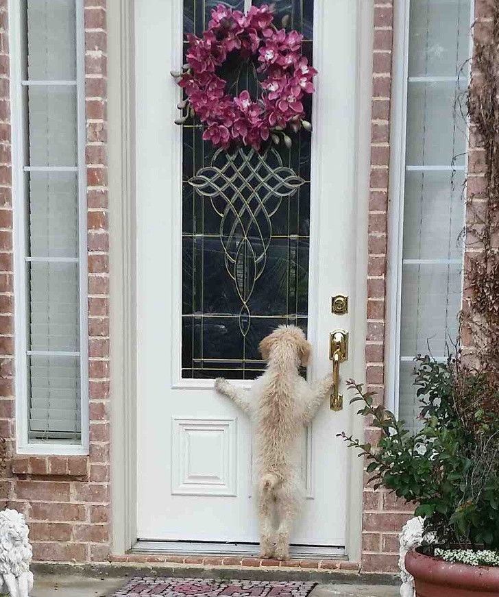 Trốn nhà đi chơi, chú chó vô cùng bối rối và lo lắng khi về nhà và không thấy chủ nhân đâu. Chắc chắn nó sẽ không ngờ, khoảnh khắc xấu hổ này của nó đã bị ghi lại.