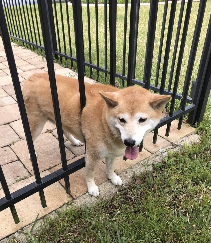 Tưởng rằng mình còn thon gọn như thời bé, chú chó Shiba vụng về này chính thức mắc kẹt, xấu hổ không dám nhìn vào máy ảnh của chủ nhân.