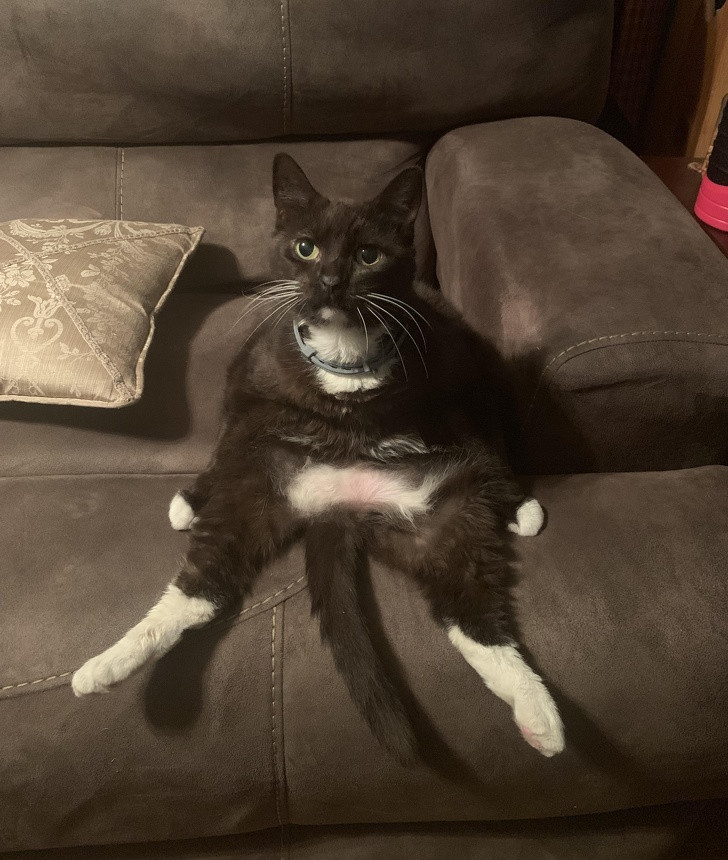 Mắc kẹt ở khe ghế, chú mèo vụng về đành cầu cứu chủ nhân, chấp nhận bị chê cười.