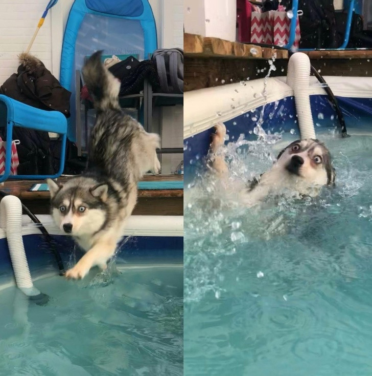 Vừa hí hửng định thể hiện tài năng bơi lội, con chó husky ngốc nghếch này đã ngay lập tức hối hận. Vẻ mặt của nó khiến mọi người không thể nhịn cười.