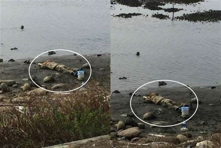 Dao bai bien thay xac nguoi, dinh goi canh sat phat hien 