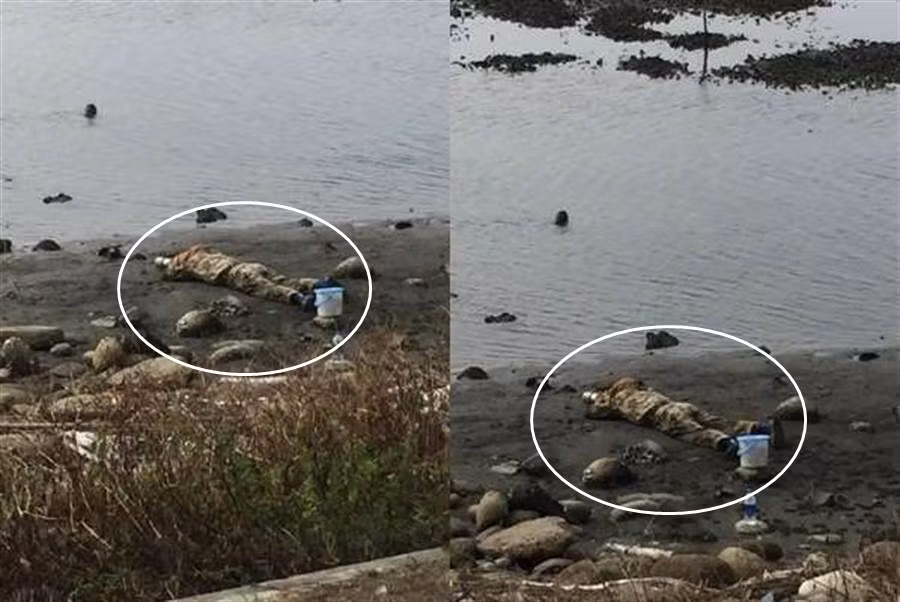 Dao bai bien thay xac nguoi, dinh goi canh sat phat hien 