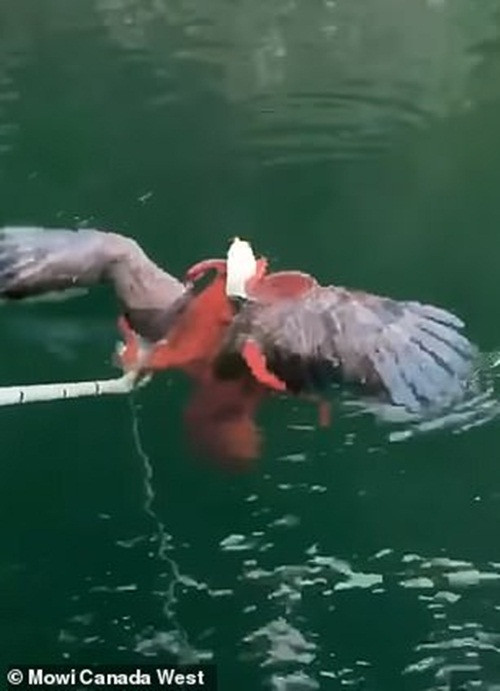 Đại bàng đầu hói suýt chết thảm vì "quái vật" bạch tuộc - Hình 2 Dai bang dau hoi suyt chet tham vi