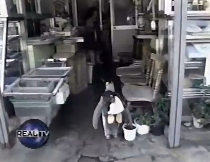 Hiện tại, Lala đã qua đời, tuy nhiên tất cả mọi người dân trong thị trấn nơi Lala sinh sống chắc chắn sẽ không bao giờ quên hình ảnh chú chim cánh cụt đeo ba lô đi mua cá vô cùng dễ thương.