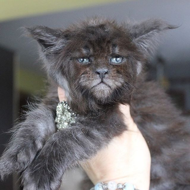 Choang vang nu bac si nhan giong thanh cong meo mat nguoi