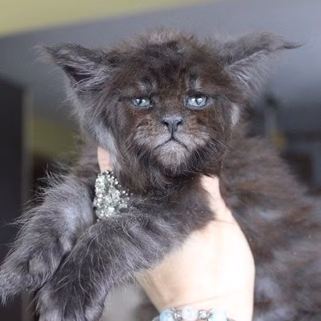 Choang vang nu bac si nhan giong thanh cong meo mat nguoi