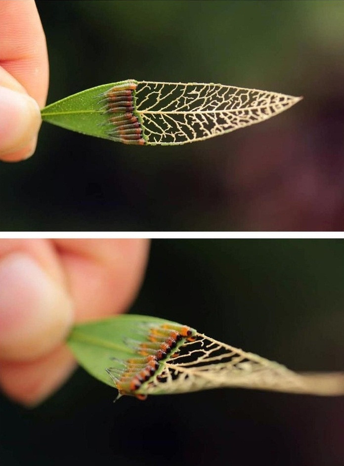 Bộ khung hoàn hảo của một chiếc lá lộ ra khi đàn sâu săn dần ăn mòn.