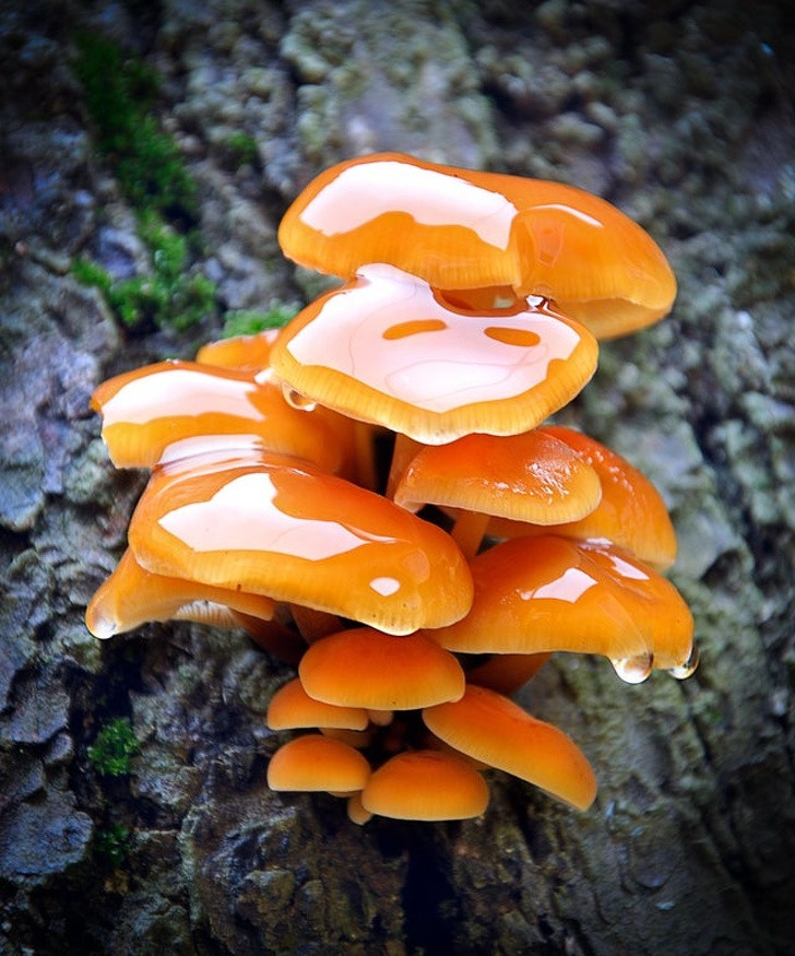 Trải qua một trận mưa, những tán nấm giống như được tráng men, đẹp một cách tuyệt đối, khiến người nhìn không thể rời mắt.