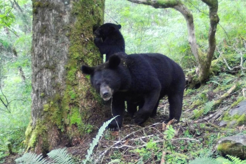 Cho con bu bi quay len, gau den 