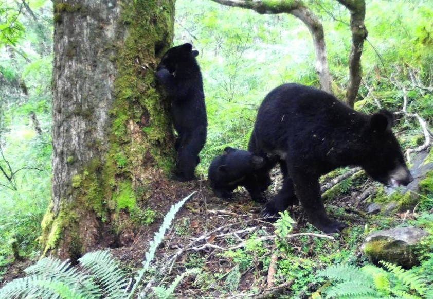 Cho con bu bi quay len, gau den 