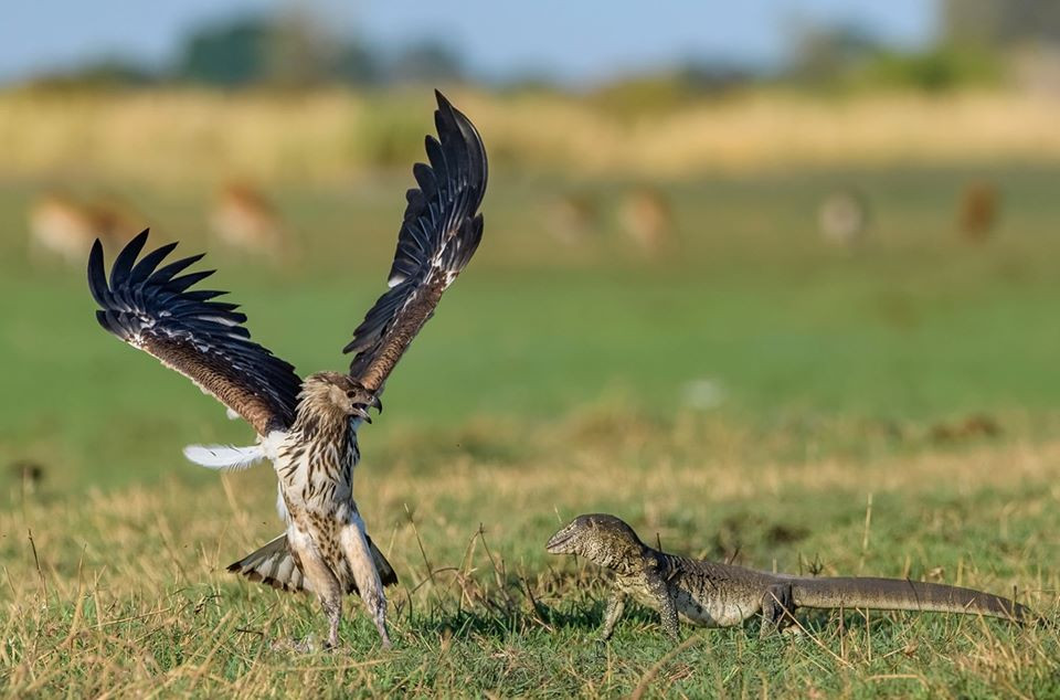 Hai huoc canh ky da khong lo doa dai bang chet khiep