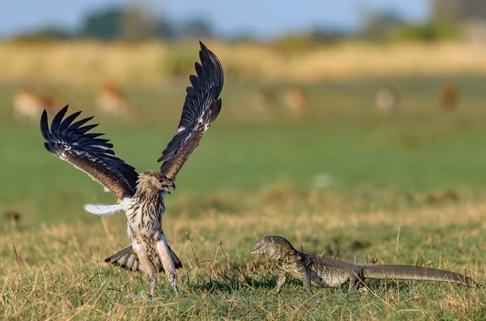 Hai huoc canh ky da khong lo doa dai bang chet khiep