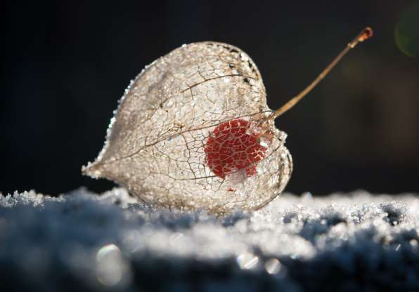 Trái cây đèn lồng Physalis alkekengi, nổi tiếng với cấu hình độc lạ của mình. Khi xé đi lớp vỏ khô giống như giấy bên ngoài, trái cây này sẽ lộ ra hình dáng hệt như một chiếc đèn lồng với hạt đỏ tươi rất hấp dẫn.