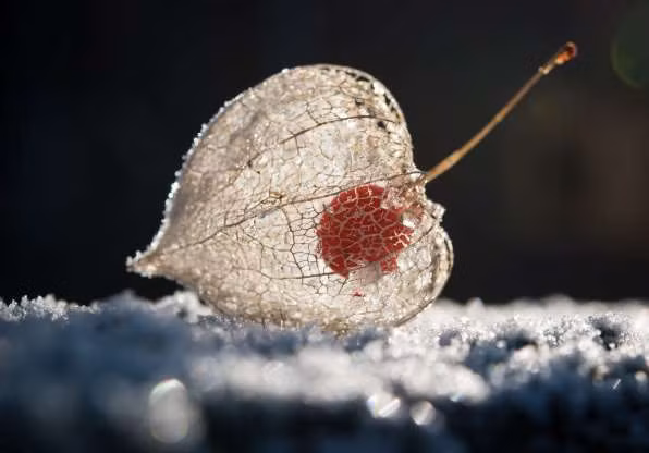 Trái cây đèn lồng Physalis alkekengi, nổi tiếng với cấu hình độc lạ của mình. Khi xé đi lớp vỏ khô giống như giấy bên ngoài, trái cây này sẽ lộ ra hình dáng hệt như một chiếc đèn lồng với hạt đỏ tươi rất hấp dẫn.