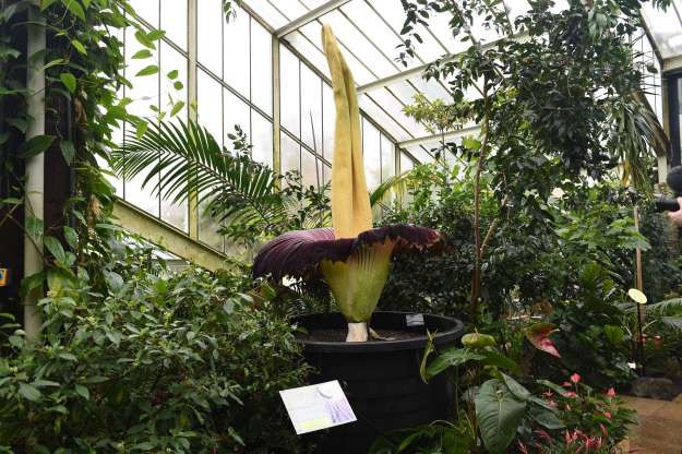 Hoa xác thối nổi tiếng với kích thước khổng lồ, có mùi hương và màu sắc giống như thịt thối. Được biết, sở dĩ loài hoa này có mùi thối như vậy là để thu hút thu hút các loài ruồi ăn xác chết đến thụ phấn cho chúng.