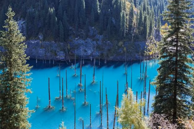 Rừng chìm hay rừng dưới nước, rừng mọc ngược ở Kazakhstan là một trong những khu rừng kỳ bí nhất thế giới.