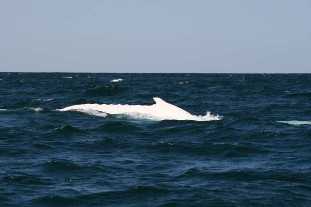 Cá voi lưng gù bạch tạng được phát hiện lần đầu tiên ở bờ biển phía đông Australia vào năm 1991. Con cá voi trong ảnh được đặt tên là Migaloo, có nghĩa là "người da trắng". Đây là một con cá voi đực, có dấu hiệu bị ung thư da.