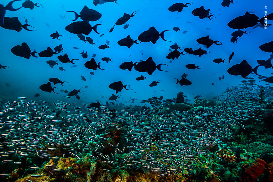 Những con cá bò răng đỏ bơi thành từng đàn khiến đáy biển trông như cảnh tượng trong phim khoa học viễn tưởng. Ảnh của nhiếp ảnh gia David Doubilet.