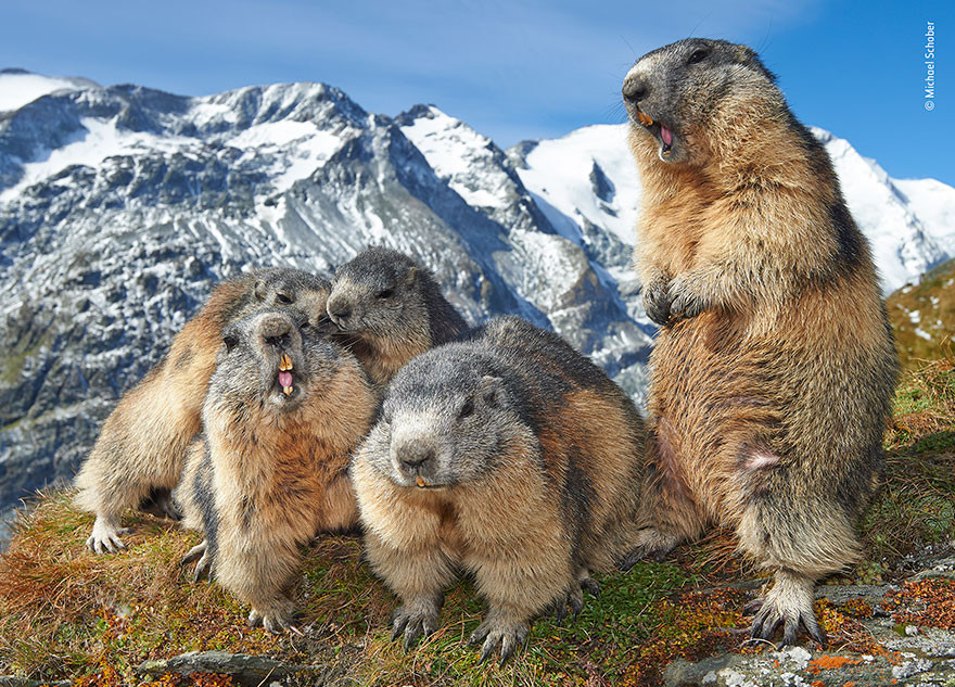 Những con sóc marmots đã quen với sự hiện diện của con người tại công viên Quốc gia Hohe Tauern, Áo và cho phép mọi người quan sát, chụp ảnh chúng ở cự ly gần. Hành vi này có lợi cho sóc marmots, vì con người ngăn chặn những kẻ săn mồi lớn như đại bàng vàng. Ảnh của nhiếp ảnh gia Michael Schober.