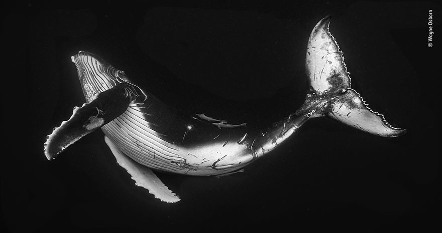 Nhiếp ảnh gia Wayne Osborn đã phát hiện con cá voi lưng gù con này khi chúng đang di chuyển ra khỏi vùng biển thuộc nhóm đảo Vava'u ở Vương quốc Tonga. Con cá voi này vô cùng tò mò khi nhìn thấy nhiếp ảnh gia nhưng cũng không chú tâm mấy. Nó còn bận quay trở lại cạnh mẹ để bú.