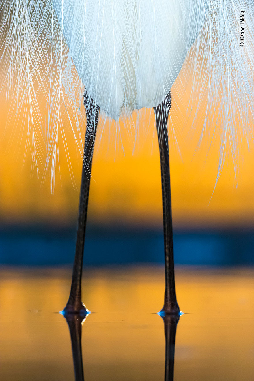 Nhiếp ảnh gia Csaba Tökölyi đã giấu mình suốt một đêm dài để chụp lại được khoảnh khắc những con chim rũ bộ lông tuyệt đẹp của mình chào bình minh.