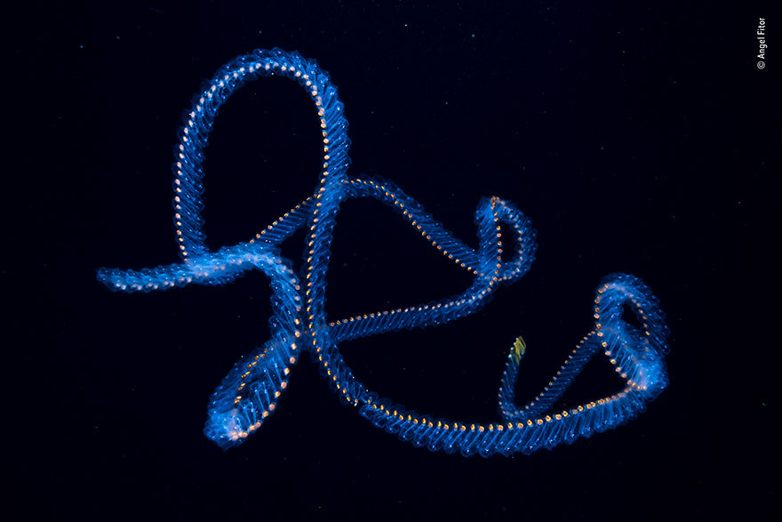 Nhiếp ảnh gia Angel Fitor đã chụp được hình ảnh này ở ngoài khơi vùng biển Alicante, Tây Ban Nha. Đắm chìm trong dòng nước mạnh, một chuỗi salp nhấp nhô hơi xoắn khác và biến thành hình dạng kỳ quái. Salps di chuyển bằng cách vặn xoắn, bơm nước qua cơ thể gelatin của chúng.