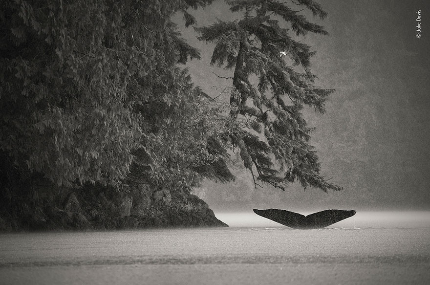 Trong khi ở trên một chiếc thuyền ngoài khơi Great Bear Rainforest, British Columbia, Canada, nhiếp ảnh gia Jake Davis đã ghi được hình ảnh về thế giới động vật vô cùng ấn tượng khi cá voi làm việc nhóm để săn bắt cả đàn cá nhỏ.