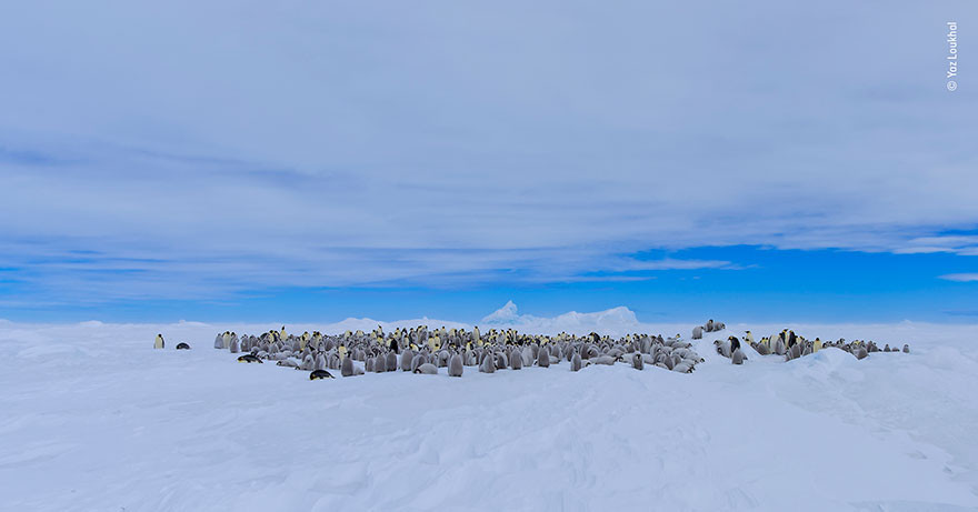 Chim cánh cụt hoàng đế khẳng định lãnh thổ của mình. Ảnh của nhiếp ảnh gia Yaz Loukhal.