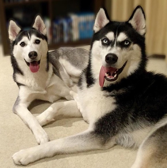 Thú vị ở chỗ, Anuko sở hữu khuôn mặt tự nhiên của một nhân vật phản diện nhưng khi "lấy vợ", chú chó này lại chọn được một cô nàng có khuôn mặt vô cùng đáng yêu, xinh đẹp, chuẩn nhân vật chính diện thường thấy.