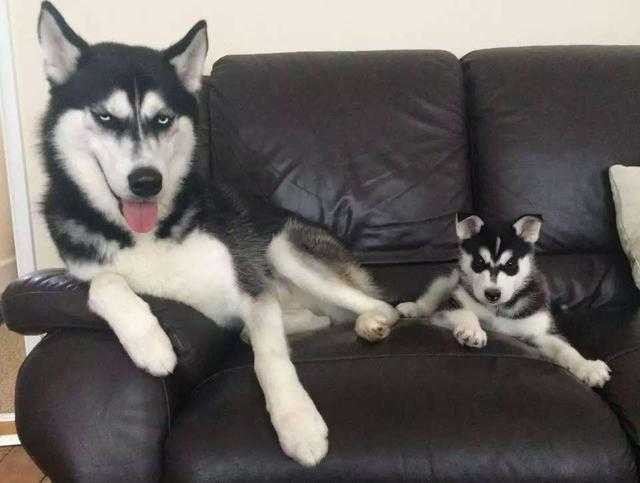 Kể từ khi lấy vợ, Anuko lại hay cười hơn. Tuy nhiên đôi mắt cau có của nó vẫn không hề thay đổi, khiến khuôn mặt thêm phần hài hước.