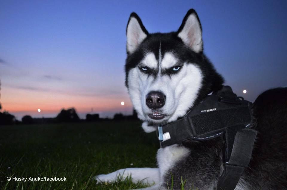 Sử dụng số tiền kiếm được để theo đuổi ngành tâm lý, Jasmine hy vọng trở thành một chuyên gia tâm lý giống bố mình, giúp đỡ những người đã từng rơi vào cảnh trầm cảm, tuyệt vọng giống như cô.