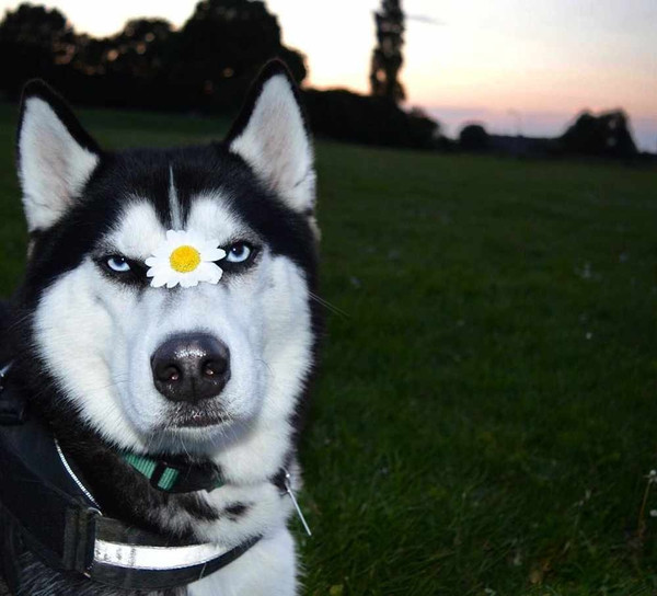 Jasmine cũng không ngại chia sẻ thêm về Anuko. Theo cô, mặc dù Anuko có khuôn mặt cục súc khó gần nhưng thực sự lại là một chú chó vô cùng thân thiện và tình cảm.