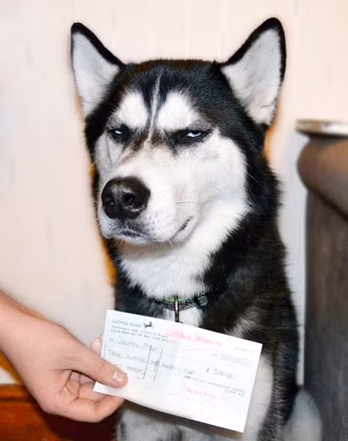 Không còn cách nào khác, Jasmine buộc phải nhập viện để chữa trị. 4 tháng sau khi nhập viện, nghe theo lời đề nghị của một bệnh nhân cùng phòng, gia đình Jasmine đã mua tặng cô một chú chó Husky với hy vọng chú chó sẽ giúp cô vượt qua những giây phút buồn chán không thể khống chế. Đó chính là chú chó Anuko.