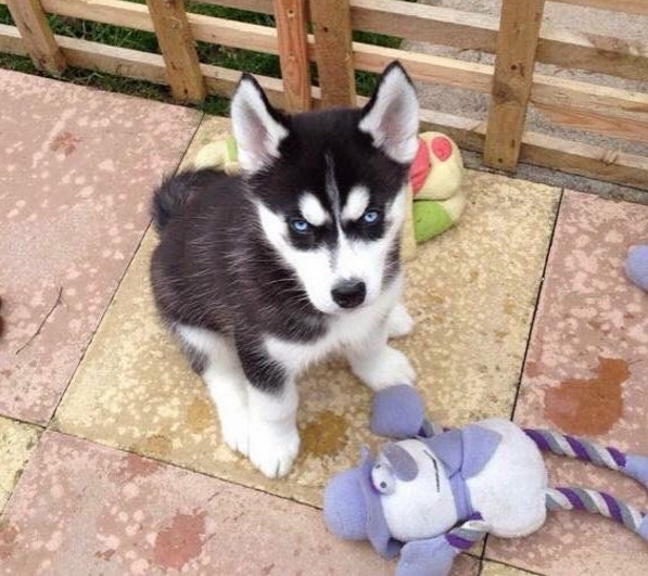 Sau đó, Anuko và vợ sinh ra một chú husky nhỏ. Đáng nói, con của Anuko không giống mẹ cút nào mà giống hệt cha, từ nhỏ đã có khuôn mặt khó ưa, cục súc.