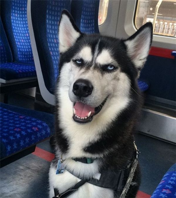 Sau đó, Jasmine đã lập một tài khoản Instagram để chia sẻ những hình ảnh về Anuko. 