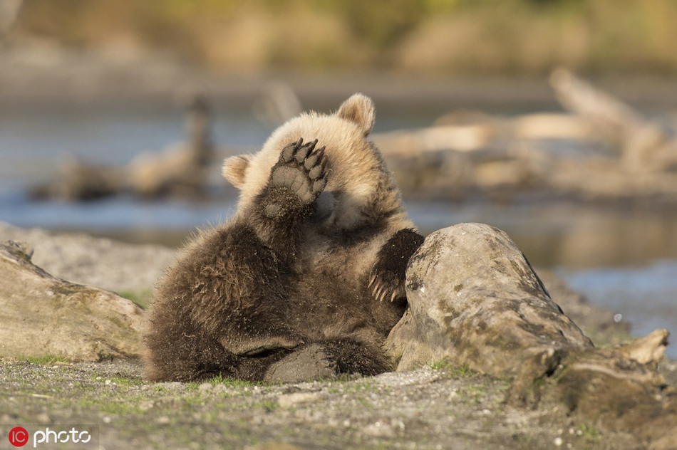 Chet cuoi gau con thich chup anh con ngai, gia vo sieu dang yeu