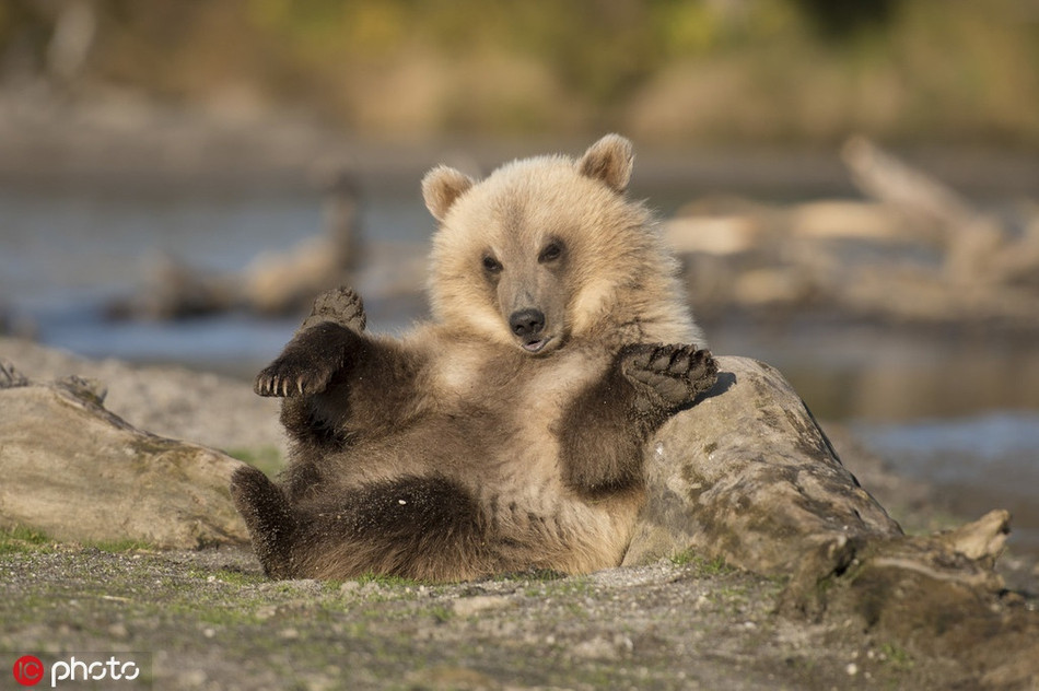 Chet cuoi gau con thich chup anh con ngai, gia vo sieu dang yeu-Hinh-2