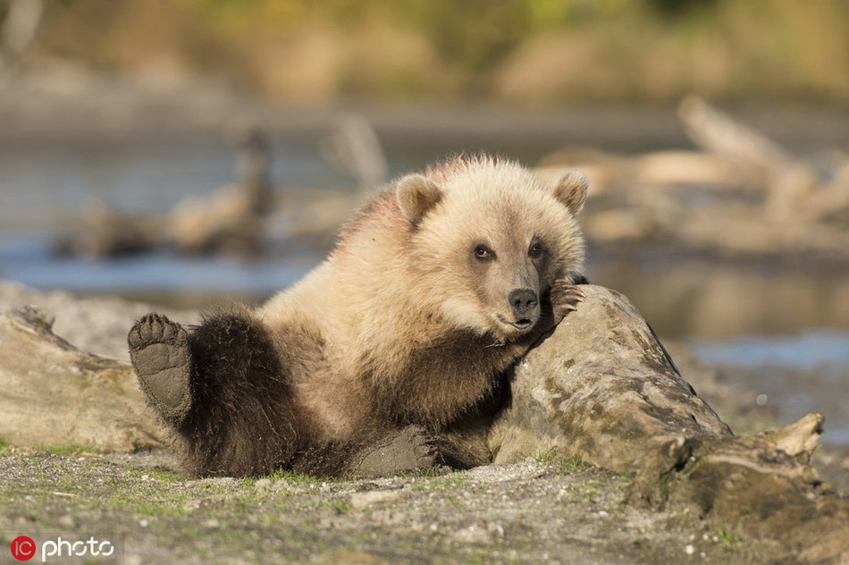 Chet cuoi gau con thich chup anh con ngai, gia vo sieu dang yeu-Hinh-4