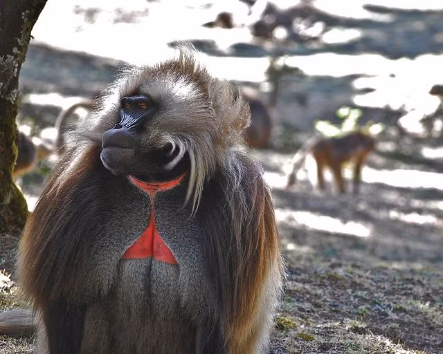 Theo tìm hiểu, mảng đỏ tươi trên ngực của loài khỉ này có ở cả khỉ đực và khỉ cái. Con đực sẽ có màu đậm hơn và luôn rực rỡ, bắt mắt. Trong khi đó, mảng đỏ ở ngực của khỉ cái nhạt hơn, chỉ rực lên khi đã sẵn sàng giao phối.