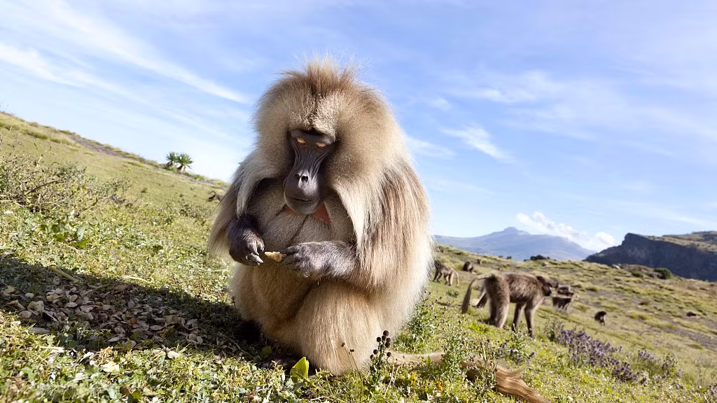 Theo thông tin đăng tải, loài khỉ kỳ lạ có "trái tim" luôn rỉ máu này có tên khoa học là Theropithecus gelada hay Geladas, một loài khỉ Cựu thế giới.