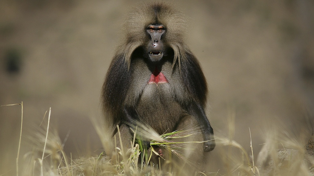 Cũng chính vì đặc điểm lạ lùng này, loài linh trưởng được gọi là "bleeding heart monkey" - "khỉ trái tim rỉ máu".