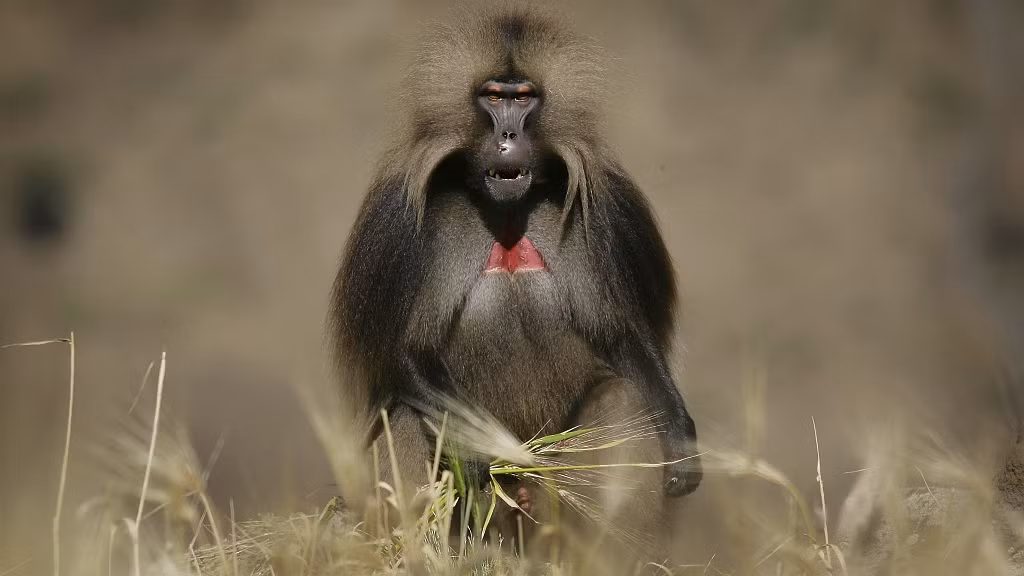 Cũng chính vì đặc điểm lạ lùng này, loài linh trưởng được gọi là "bleeding heart monkey" - "khỉ trái tim rỉ máu".