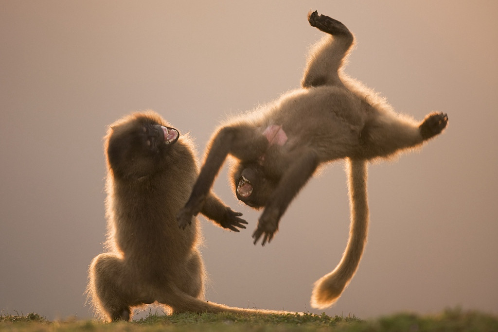 Hiện, loài khỉ này đang bị đe dọa nghiêm trọng do mất môi trường sống. Con người khi mở rộng nông nghiệp đã coi khỉ Geladas là loài gây hại và bắn giết rất nhiều.